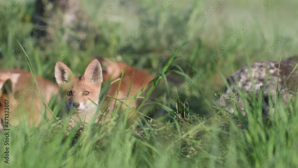 Red Fox Young Pups hiding on a grass. Vulpes vulpes. The fox cub looks around. Red Fox Young Pups hiding on a grass. Vulpes vulpes. The fox cub looks around.