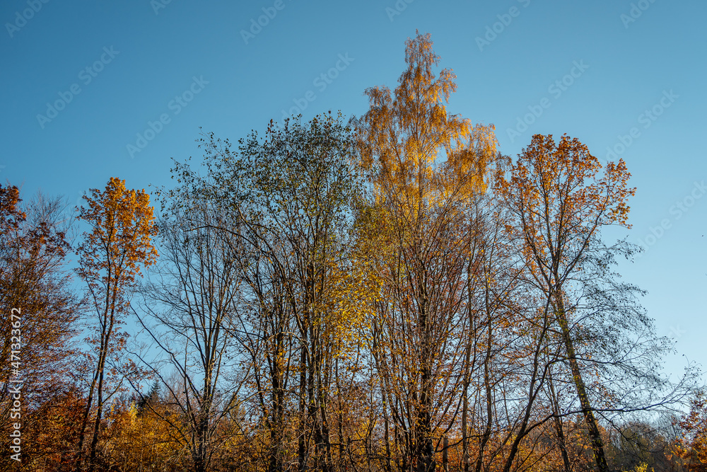 Fototapeta premium Złota polska jesień