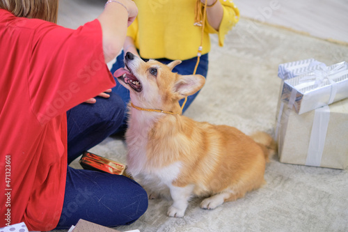 Little corgi dog with two teenage girls playing and having fun. Christmas tree in the background. soft selective focus © yavdat