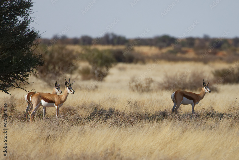 Fototapeta premium Springböcke in der Kalahari