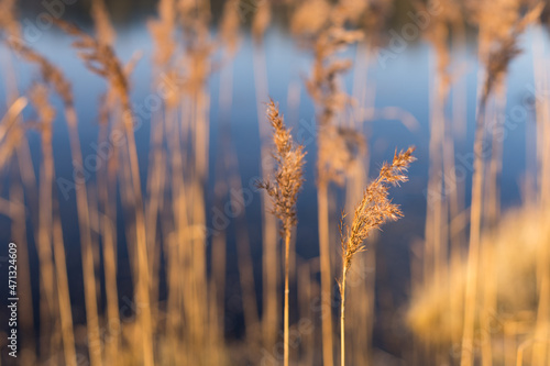Reeds by a lake up in the Totenåsen Hills.