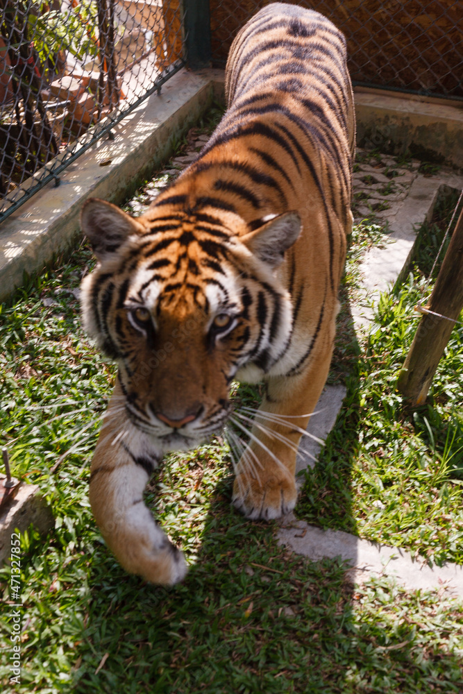 Obraz premium Front view of a cute Siberian tiger cub walks through the aviary