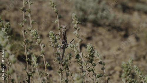 The Republic of Crimea. July 11, 2021. A large sand-colored mantis moves through the mountain plants of the Alchak Mountain in the city of Sudak.