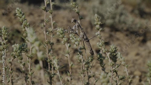 The Republic of Crimea. July 11, 2021. A large sand-colored mantis moves through the mountain plants of the Alchak Mountain in the city of Sudak.