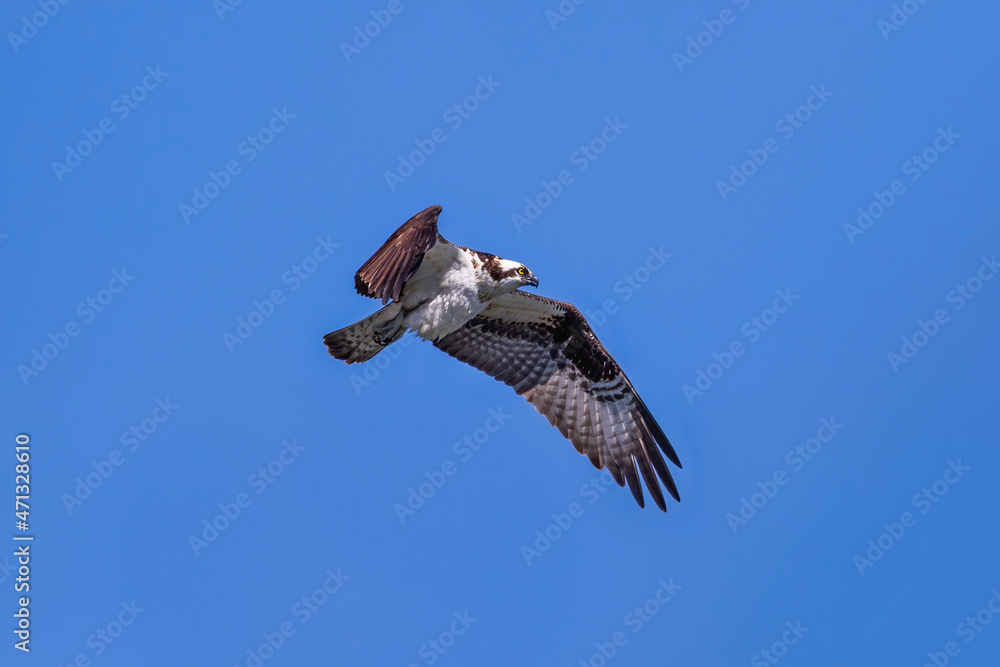 Fototapeta premium Osprey in flight hovering in side profile, with an outstretched wing against a deep blue sky.