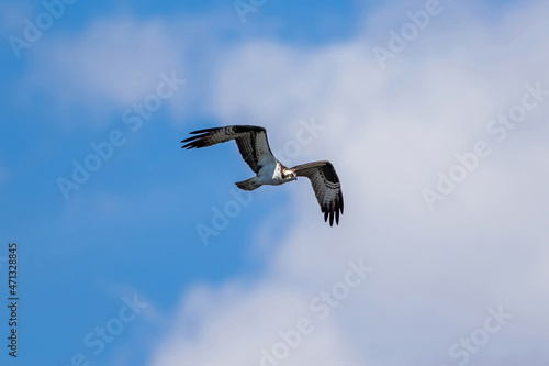 An Osprey approaching in flight against a pretty blue sky and large, fluffy white cloud.