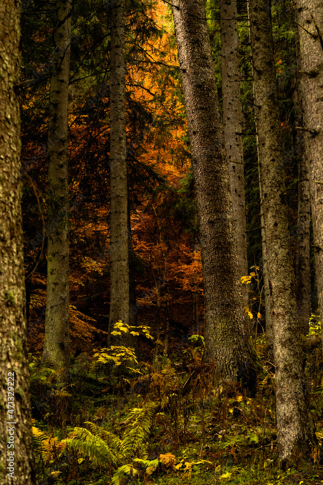 Fiery golden autumn trees seen through a dark forest Fiery golden autumn trees seen through a dark forest