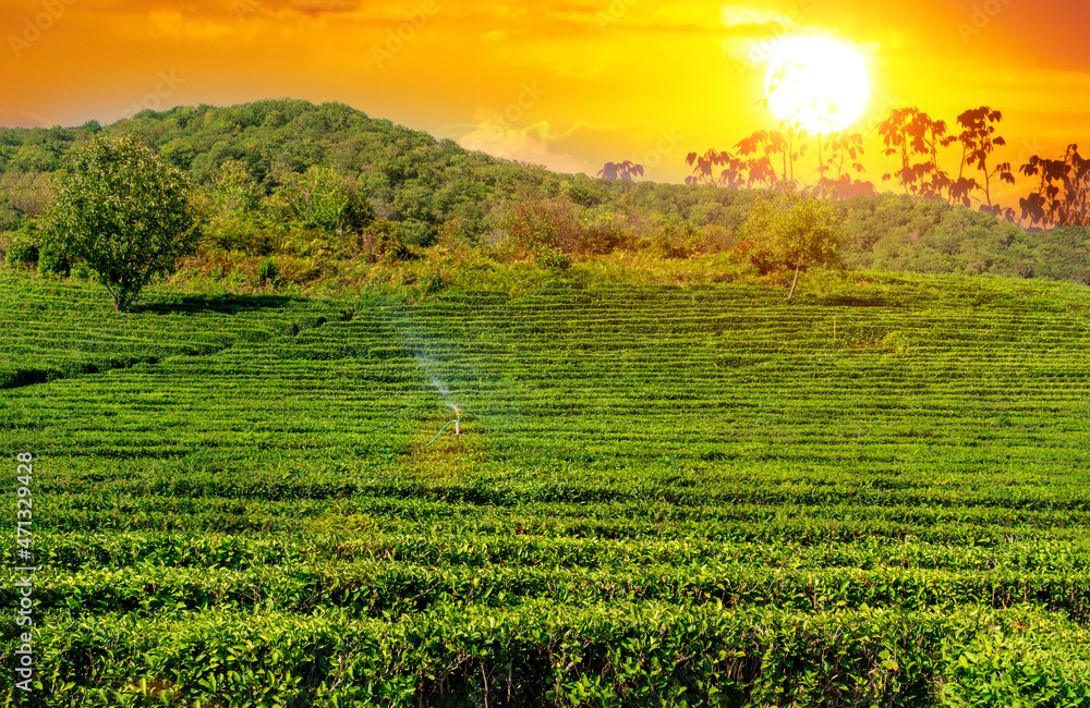 Green tea farm at sunset. Nature background. Copy space
