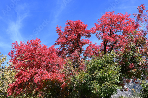 Red trees against a bright blue sky with wispy clouds.