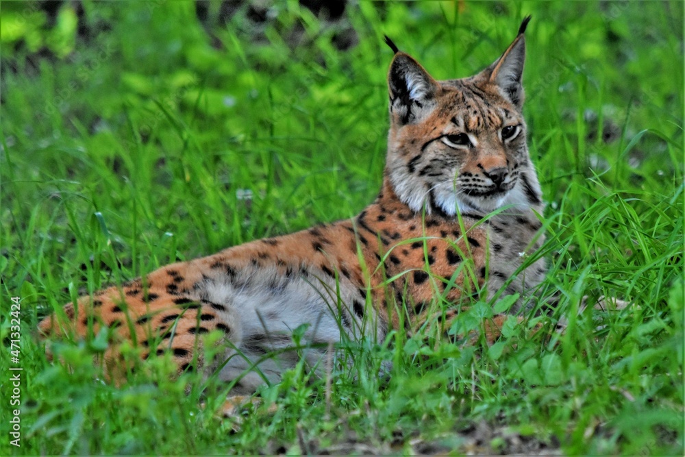 Lynx d'Eurasie (Lynx lynx), Neuchâtel, Suisse. Lynx d'Eurasie (Lynx lynx), Neuchâtel, Suisse.