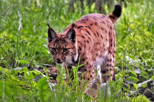  Lynx d'Eurasie (Lynx lynx), Neuchâtel, Suisse.