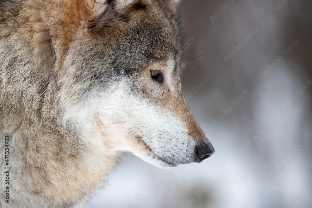 Closeup of brown Eurasian wolf looking away