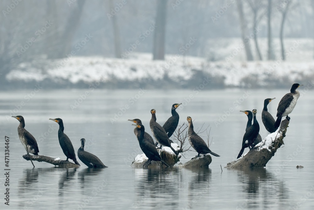 Fototapeta premium Flock of great cormorants resting in the river. Sitting motionless on stones and wood. Group, early winter foggy morning. Genus species Phalacrocorax carbo. Trencin, Slovakia.