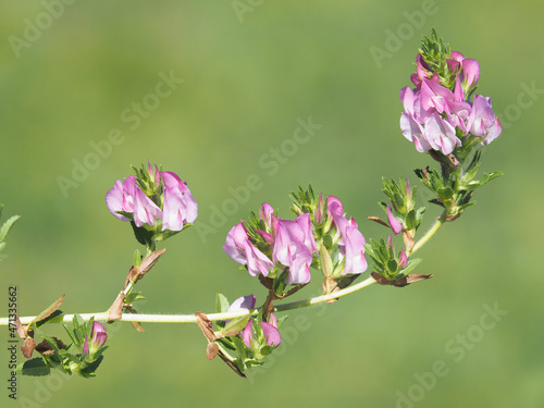 Branch with pink flowers of Field Restharrow, Ononis arvensis
