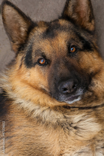 Dog, German shepherd close-up. © malinaphoto