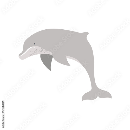dolphin underwater life