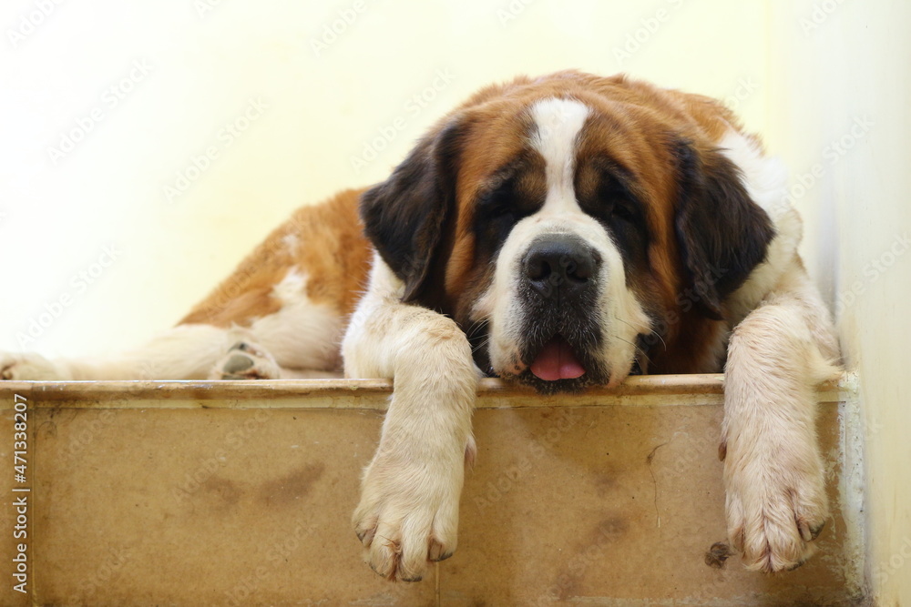 Saint Bernard Dog Portrait