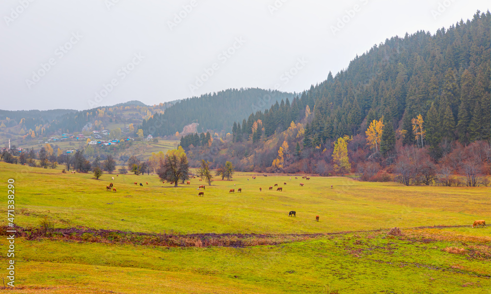 Fototapeta premium Panoramic view of Savsat highlands on a beautiful autumn day - Scenic image of forest landscape at sunny day - Autumn colorful landscape with colorful tree - Savsat, Artvin