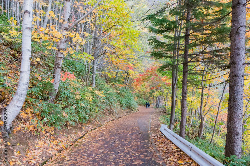 Naklejka premium path in autumn forest