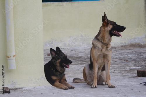 german shepherd dogs in terrace