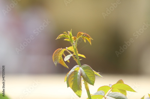 leaves of a rose plant