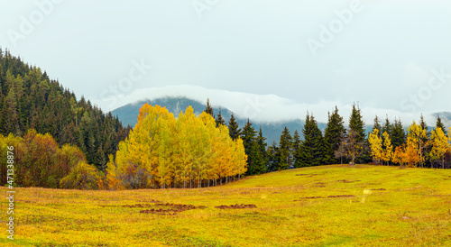 Panoramic view of Savsat highlands on a beautiful autumn day - Scenic image of forest landscape at sunny day - Autumn colorful landscape with colorful tree - Savsat  Artvin