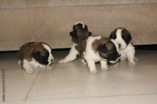 Fototapeta Naklejka Na Ścianę i Meble -  Saint Bernard puppies