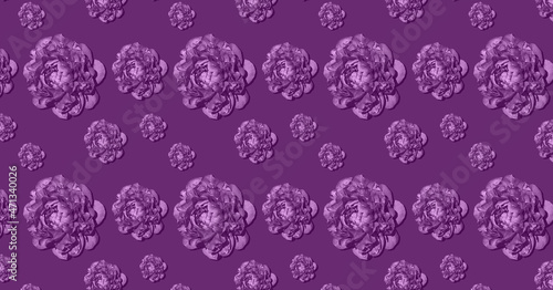 Peony flower in fashionable purple color.