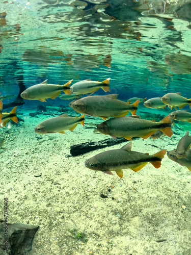 Peixes num rio de água cristalina, Bonito, Brasil.
