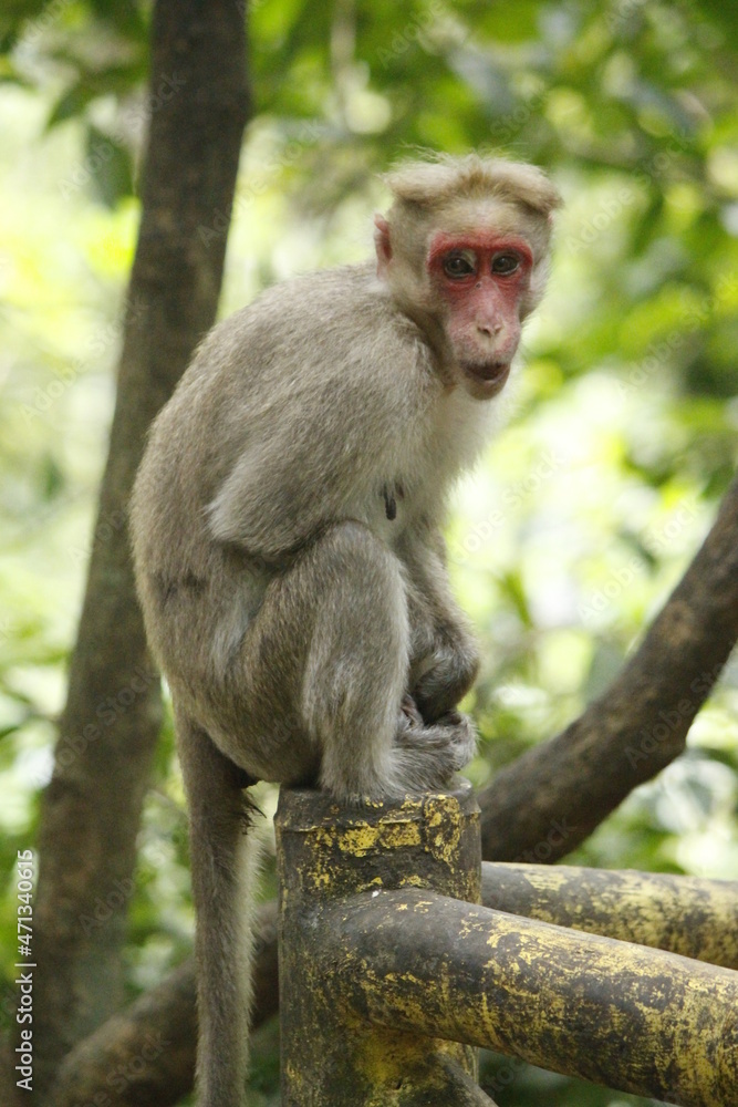 Obraz premium Monkey sitting on a tree