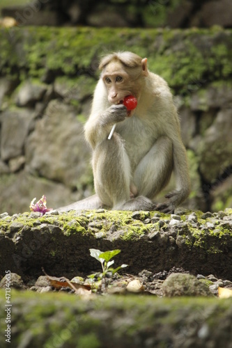 portrait of a Monkey © linga