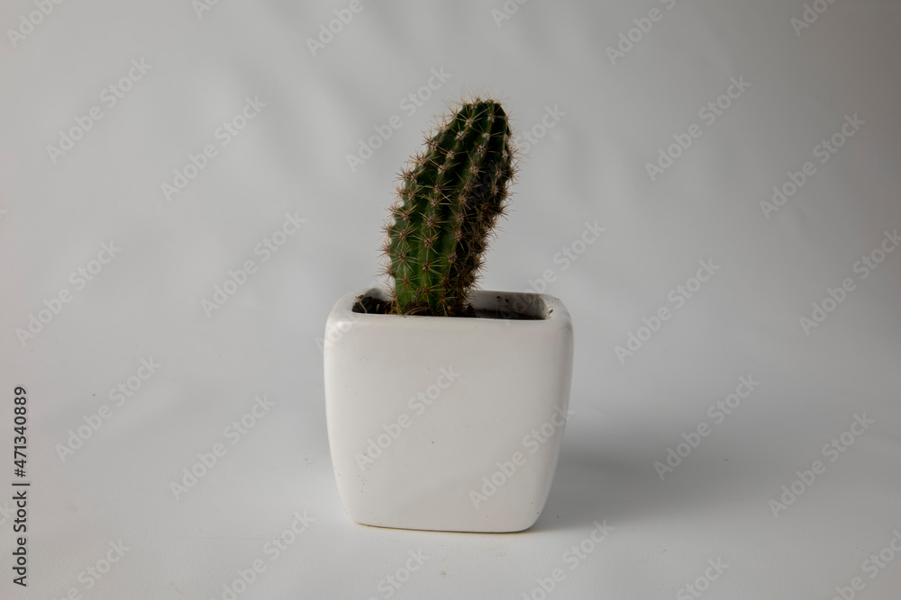 cactus in a white jug on a white background cactus in a white jug on a white background