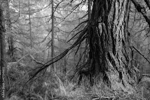 walking on a larch forest