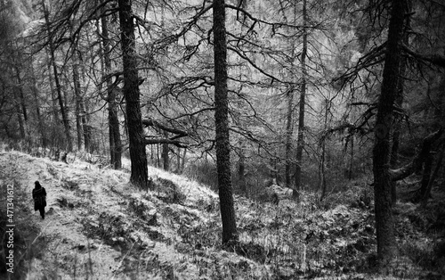 walking on a larch forest