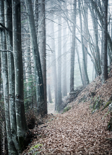 Fall colored and foliage on dolomites,  walking in the forest