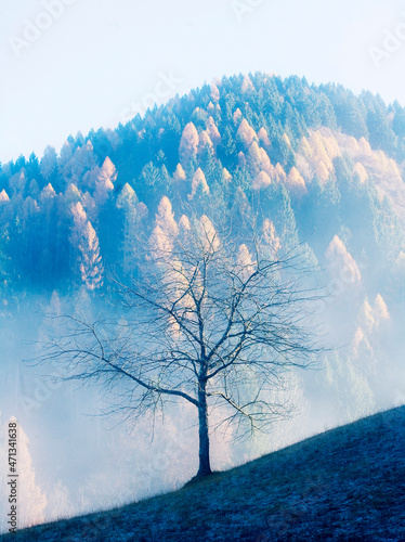 Fall colored and foliage on dolomites,  walking in the forest