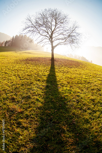 Fall colored and foliage on dolomites, the old walnut tree
