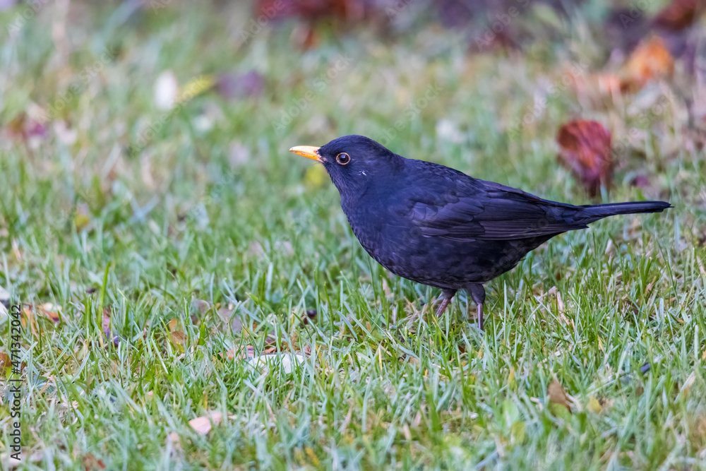 Obraz premium A blackbird maiden in the green grass