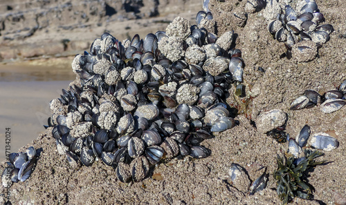 Close up of a natural bed of saltwater Mussels (Mytilus edulis) on rocks in an intertidal zone. Bivalves and habitat encrusted with barnacles (Balanidae). Landscape image with selective focus. UK photo