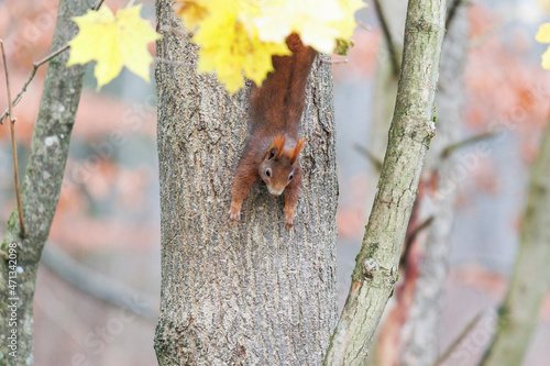 A squirrel sits between green leaves on a branch