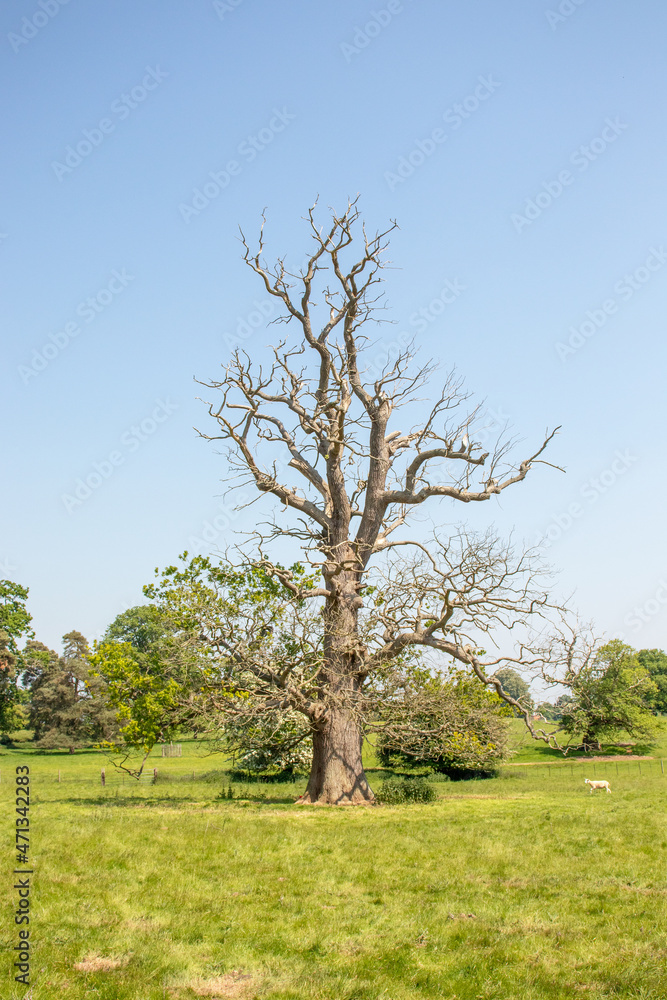 Fototapeta premium Old oak tree in a summertime meadow.
