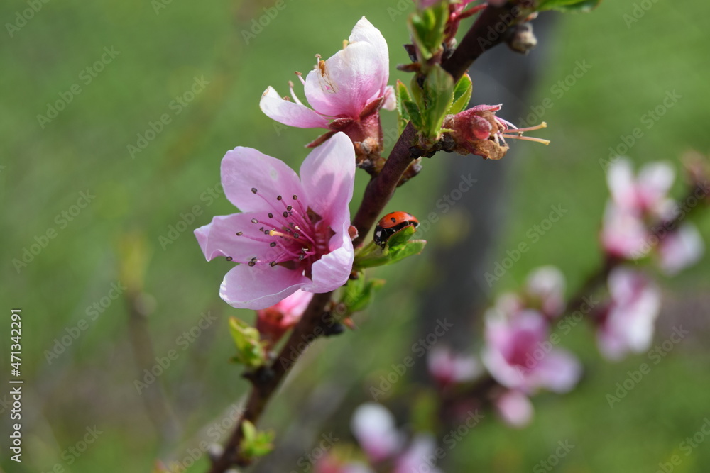 Obraz premium Delicate pink floral background with copy space and blurred background. Branches of peach tree in blooming in garden. Selective focus