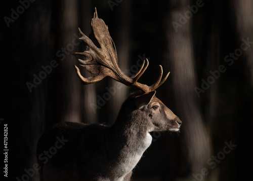 Fotobehang Portrait of a noble fallow deer in a natural habitat