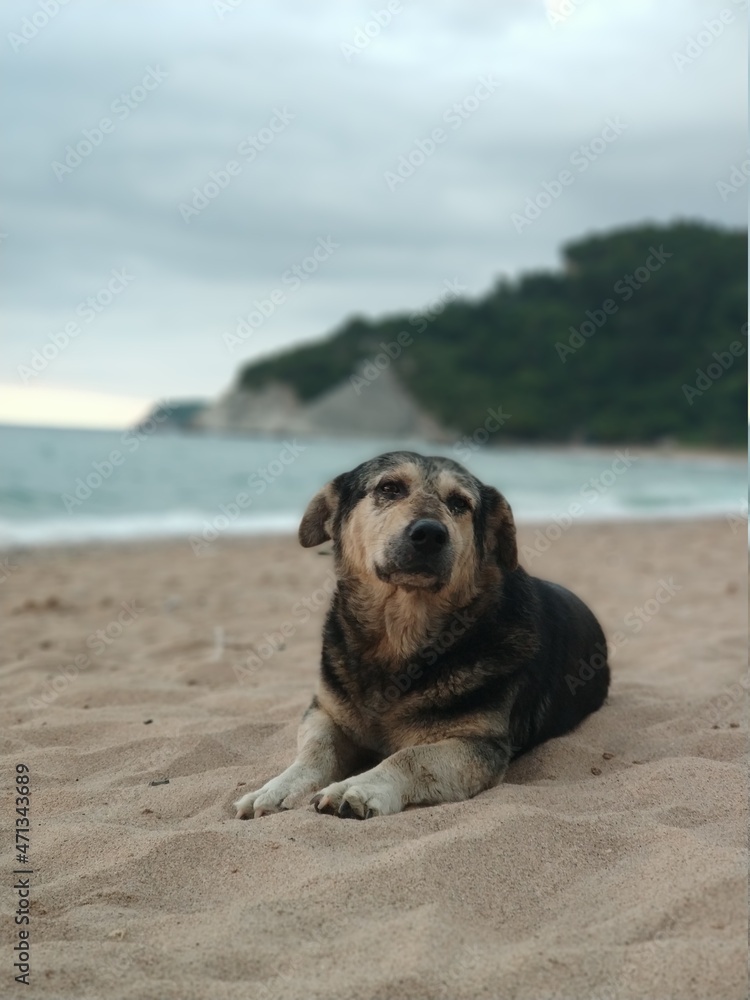 dog in the sea