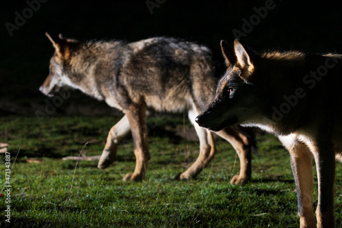 free gray wolf in the forest of Greece 