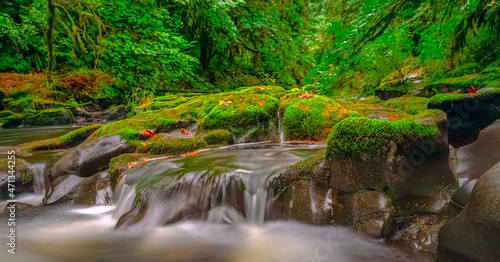 River Adorned With Leaves and Moss Location   Woodland  Washington