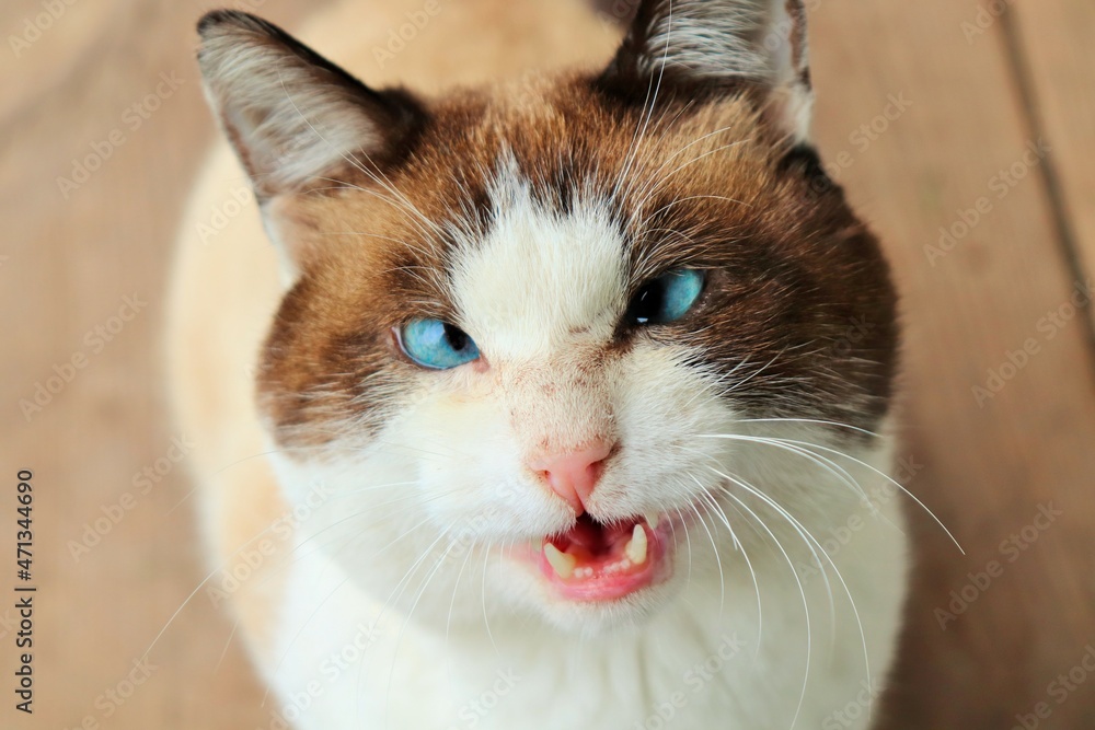 Ugly crosseyed cat with blue eyes Stock Photo Adobe Stock