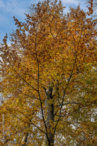Beautiful beech with autumn colors and blue sky background