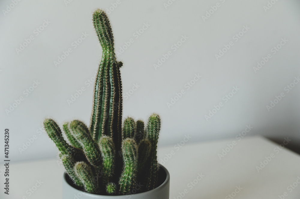 Minimalist background - flowers on white space, closeup (cactus, monstera) Minimalist background - flowers on white space, closeup (cactus, monstera)