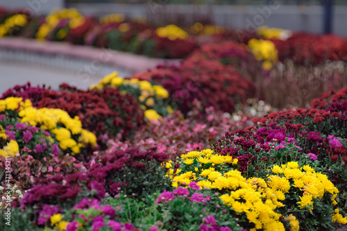 Flowers in a strong bokeh background